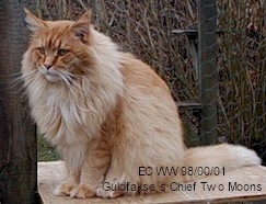 Maine Coon - CH. guldfakse's Chief two moons