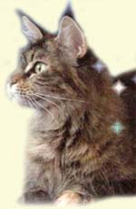 Maine Coon - CH. International calamity jane squabby's