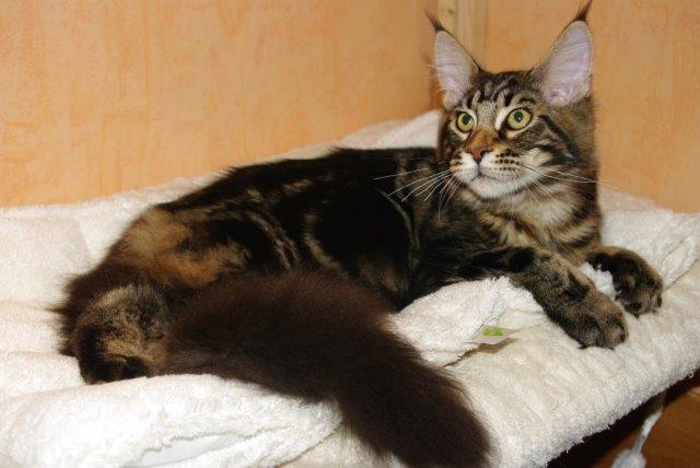 Maine Coon - CH. H'actarus de Chantecoq