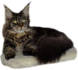 Maine Coon - CH. D'europe emmeline vance of wytopitlock