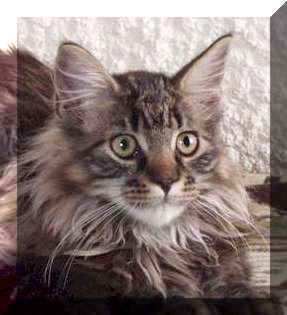 Maine Coon - CH. melicoon Ultima