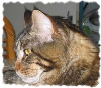 Maine Coon - CH. mistygris Rollmops