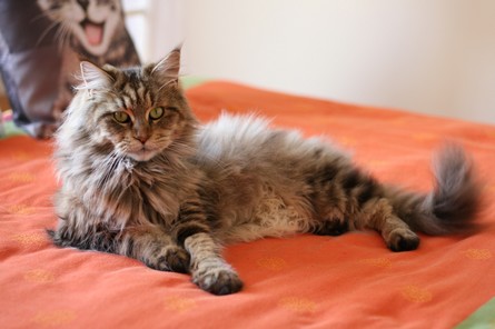 Maine Coon - CH. melicoon Bella