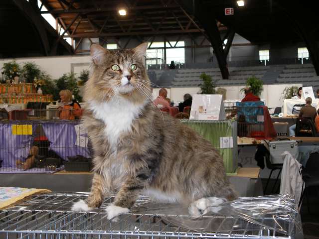 Maine Coon - almageste Voyou