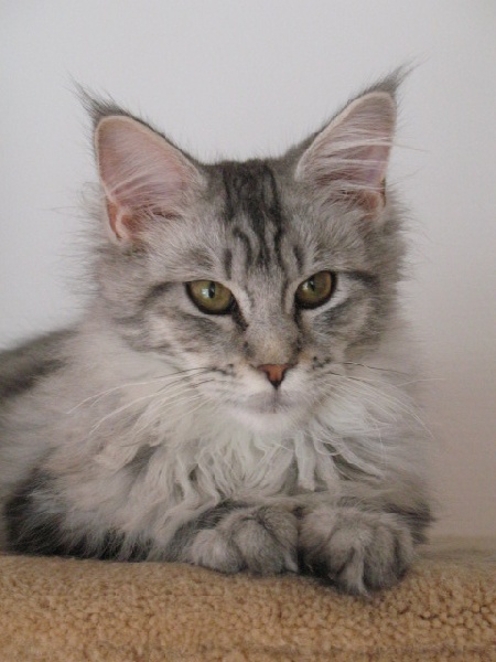 Maine Coon - Crausacoon Cayenne little pearl
