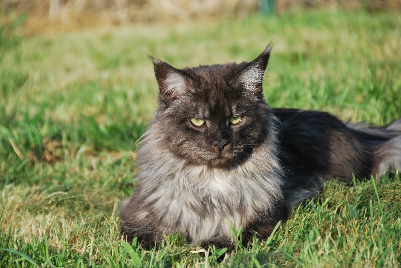 Maine Coon - Febo-chloris Du Meo Coon