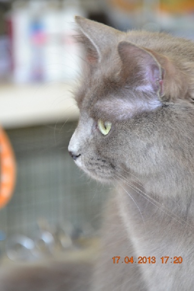 Nebelung - CH. Benice of silverblue goblin