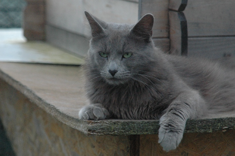 Nebelung - CH. Ciastek the grey