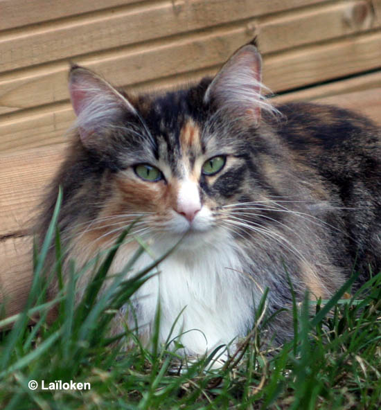 Norvégien - Forest Cat Belle, GIC DVM