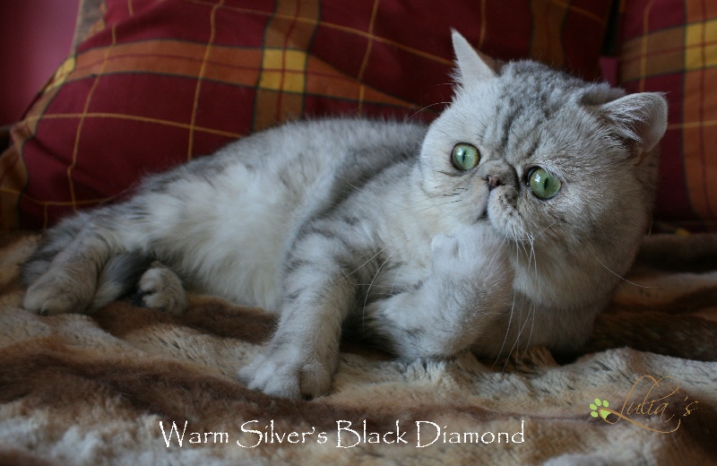 Persan - warm silver Black diamond
