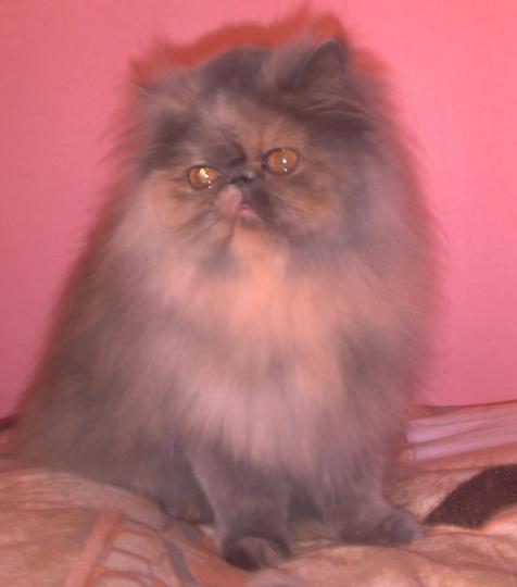Persan - CH. Annabel de mady home