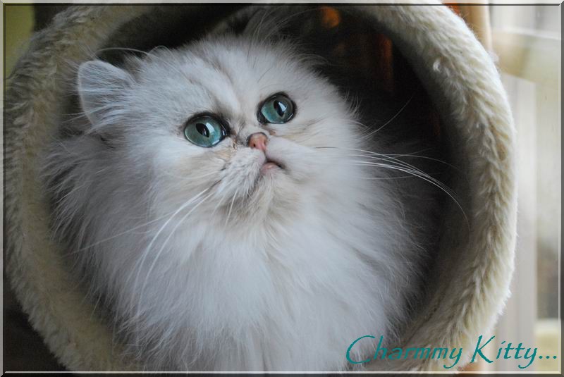 Charmmy kitty de l'Emeraude Persane