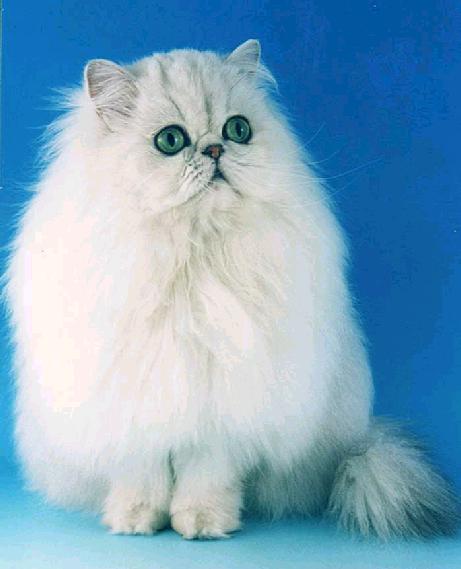 Persan - CH. persefelis Sugar baby of bogart cats