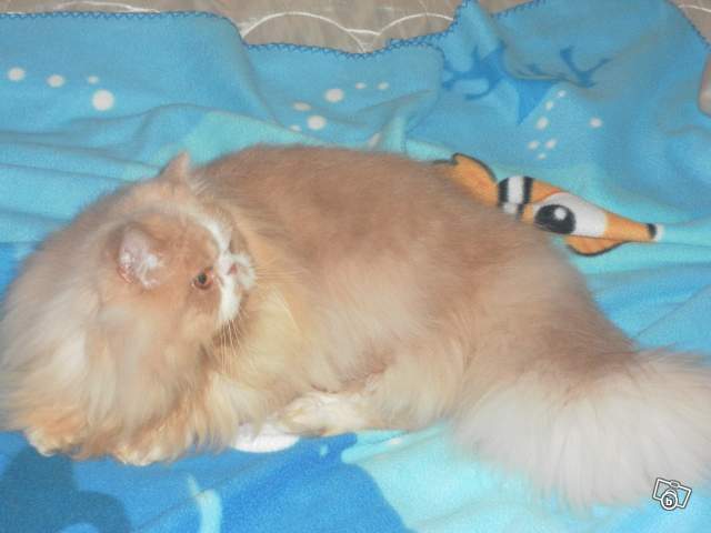 Persan - cobby-cat Fibilou