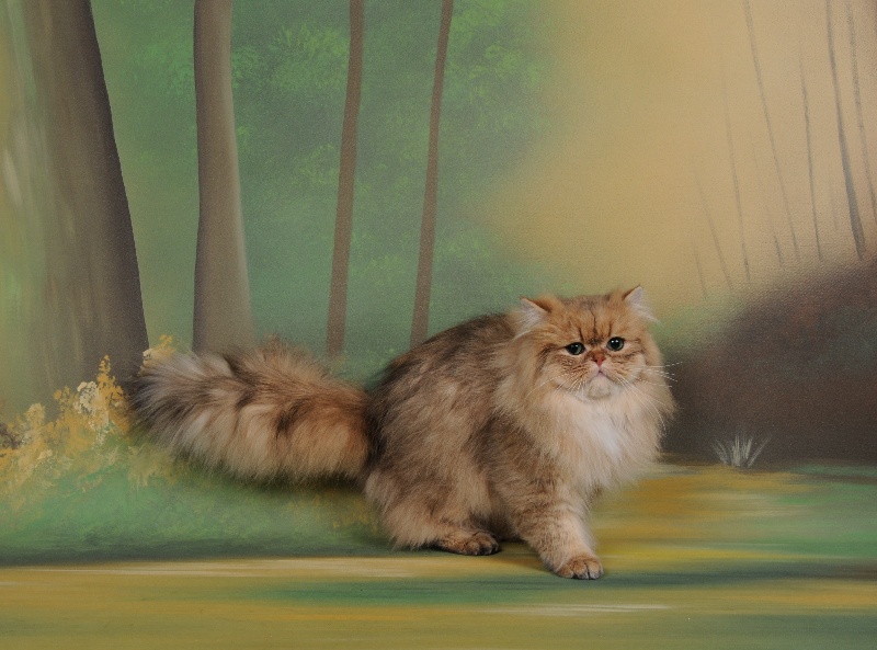 Persan - Elfi du paradis des chats
