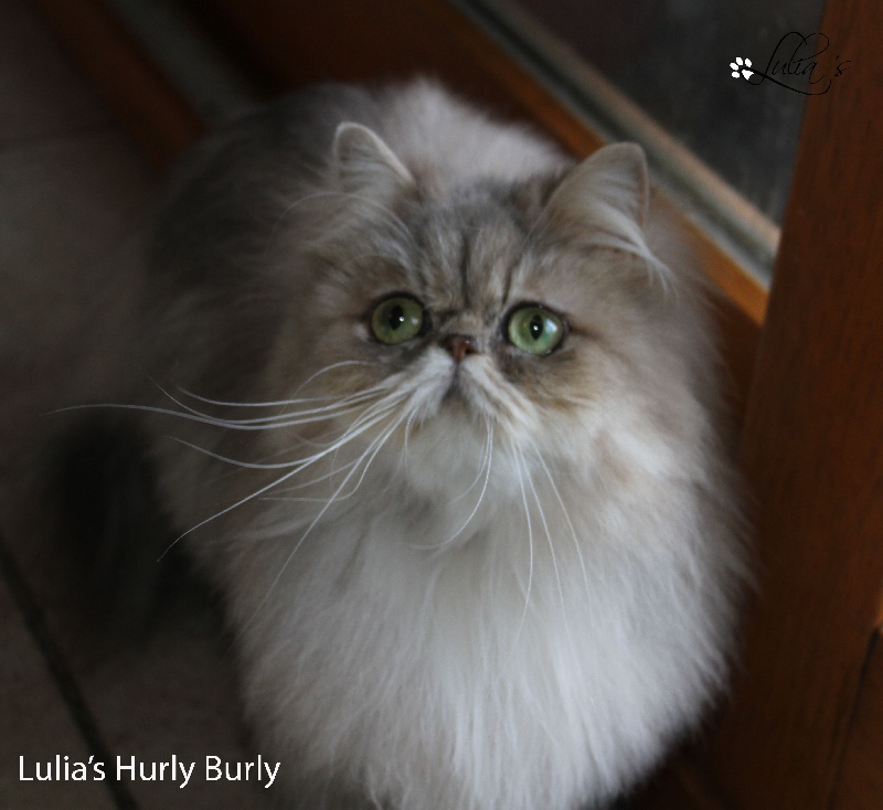 Persan - lulia's Hurly burly