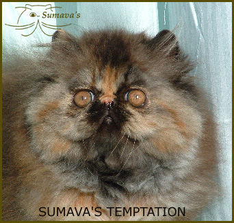 Persan - sumava's Temptation