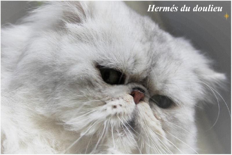 Persan - Hermes Du Doulieu