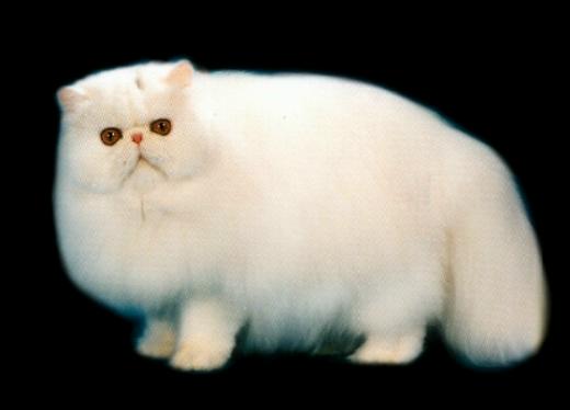 Persan - CH. cattrax duke-o'-earl