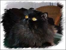 Persan - T'shogun black cat love du royaume des réves bleus