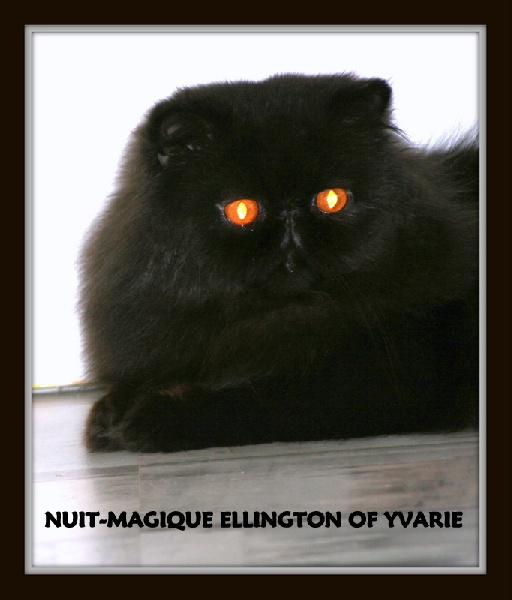 Persan - CH. nuit magique's Ellington of YVARIE