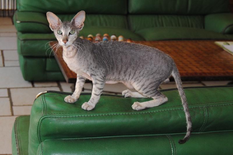 Peterbald - In Extremi's El gatto