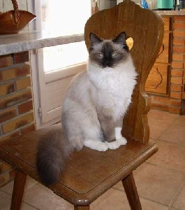 Ragdoll - Bagatelle de la maritja