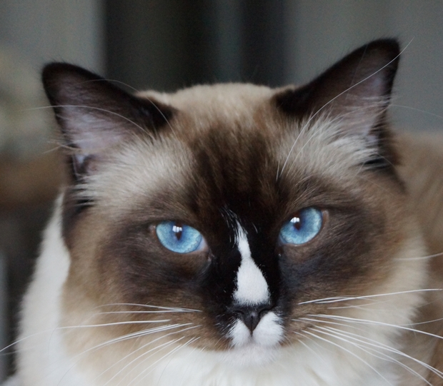 Ragdoll - Irish coffee de Bois Vignol