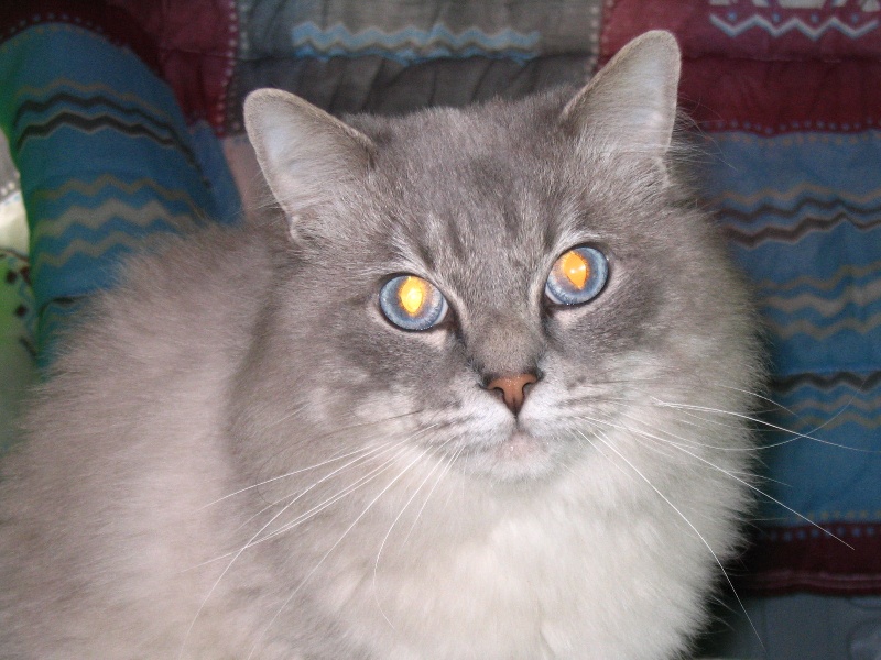 Ragdoll - CH. van bever ragdoll Gigolo