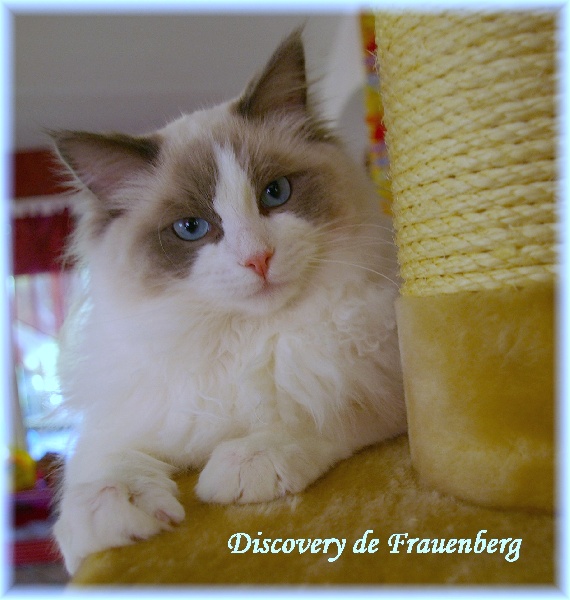 Ragdoll - CH. Discovery  de Frauenberg