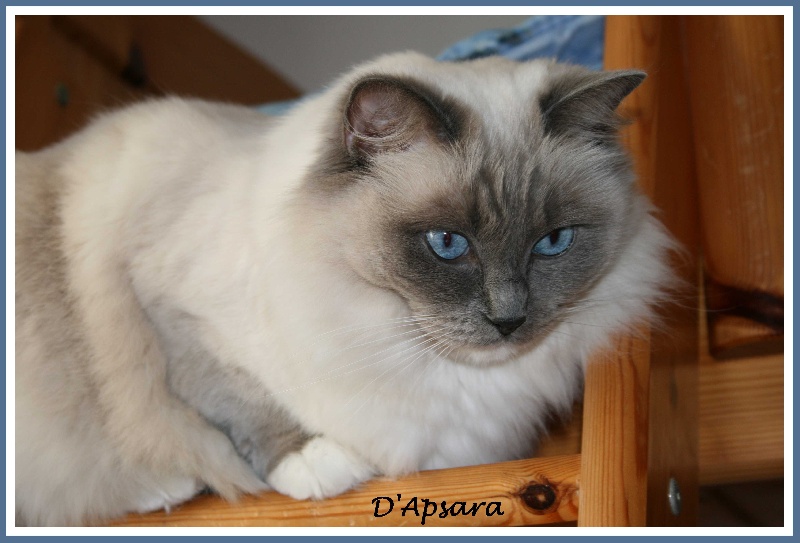 Ragdoll - D'apsara de glen mor