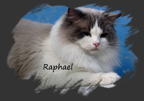 Ragdoll - regencyrags Raphael