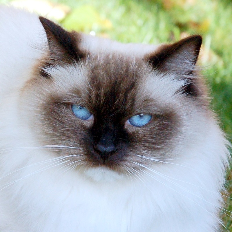 Ragdoll - Tennessee chatouille