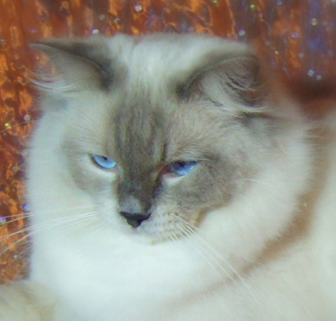 Ragdoll - CH. Sacha's Cats Frisson d'azur