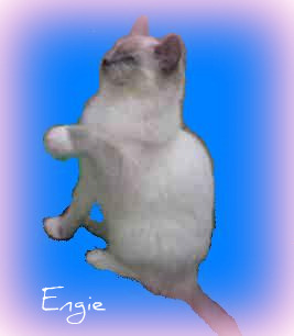 Ragdoll - Engie de la Cat Mania