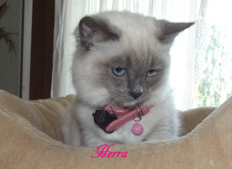 Ragdoll - Herra de laf 70384