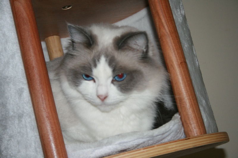 Ragdoll - CH. cassus Kookii tu