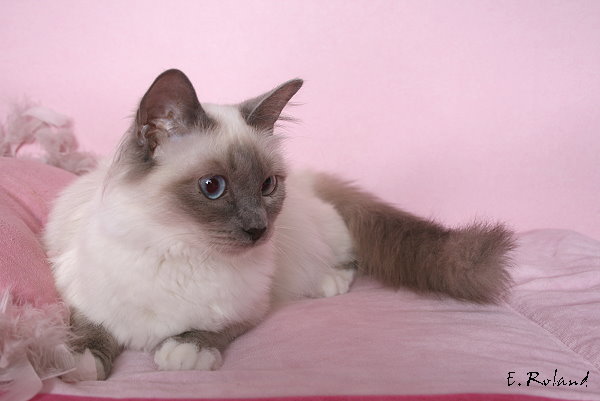 Fidji blu du prince