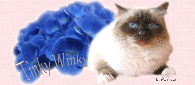 Ch. du Monde Tinky winky du bois saint lambert