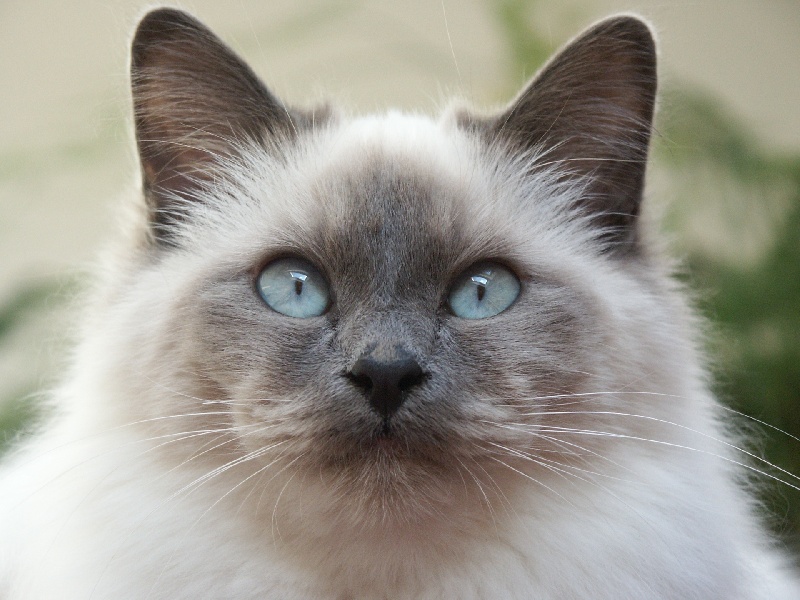 Sacré de Birmanie - CH. Alyzée de malin'cat