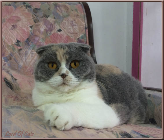 Scottish Fold - Lord Of Cats Houpette