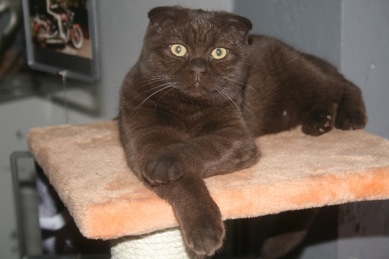 Scottish Fold - Hoops De La Chevalière