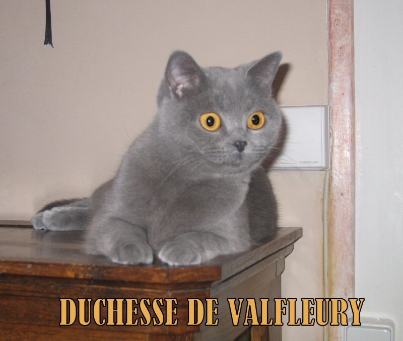 Duchesse De Valfleury