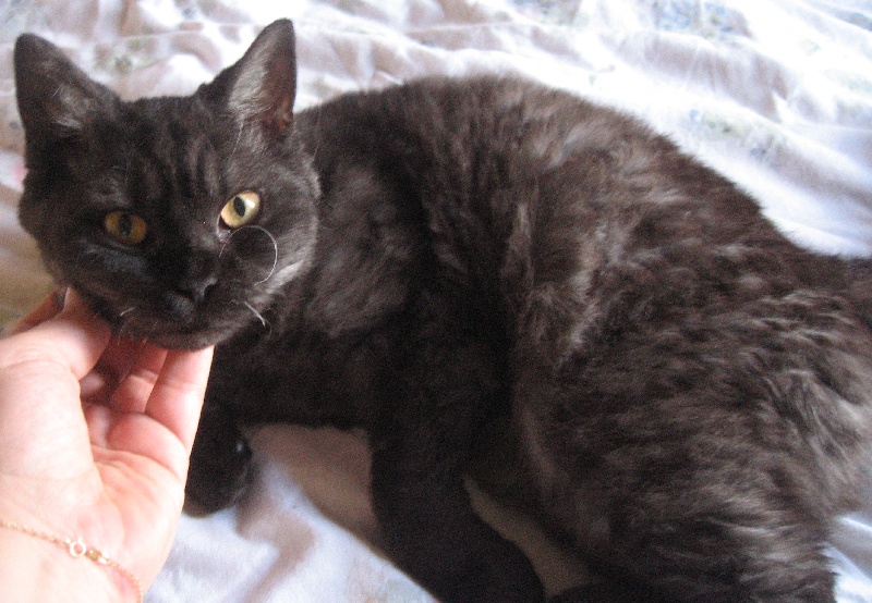 Selkirk Rex poil court et poil long - CH. Gaia D'arthoria