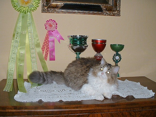 Selkirk Rex poil court et poil long - Grande Championne Internationale Tiger lilly of countrycurl's