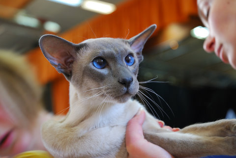 CH. Cat chat bleu du quai des cygnes