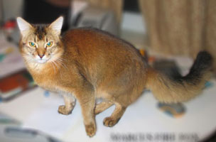 Somali - CH. Marcus firefox