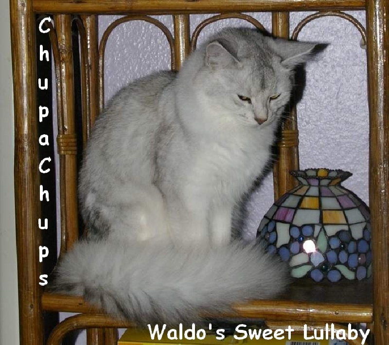 CH. Chupa Chups waldo's sweet lullaby