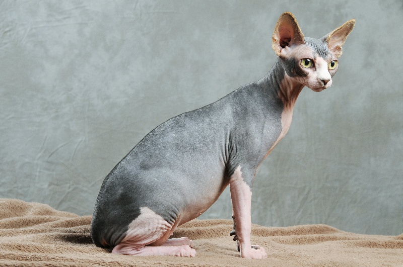 Sphynx - Fredon d'Ellendil