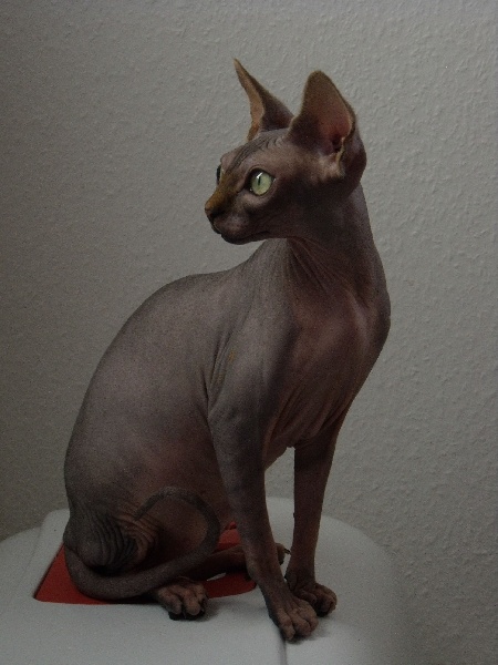 Sphynx - CH. Hermione  Des Chipiottes